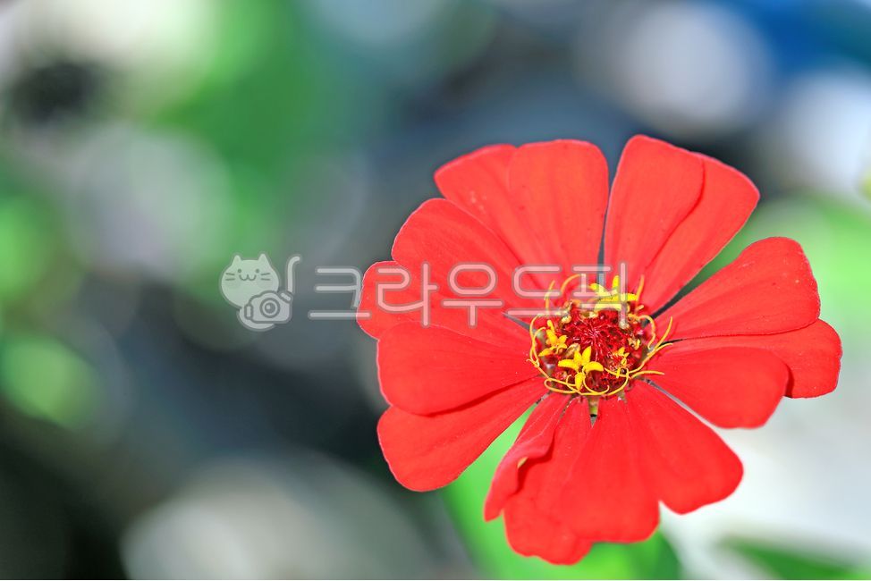 pistil,pretty,green,nature,yellow,zinnia,petals,summer,flower,red,beautiful,closeup,background,plant,stamen