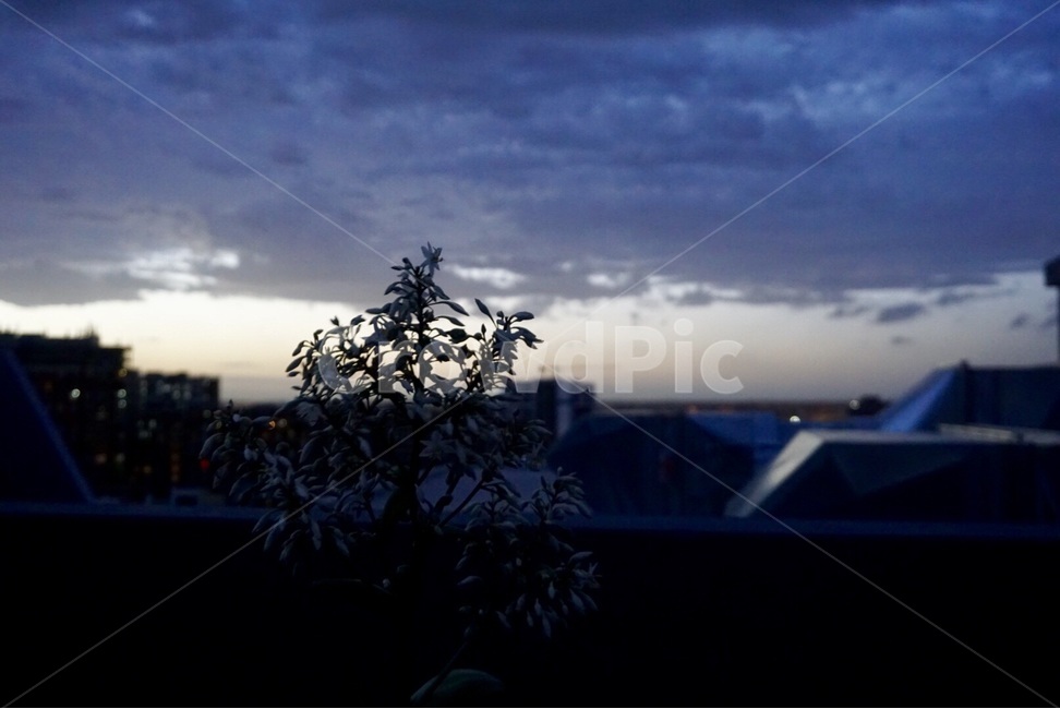 시드니,Sydney,풍경,scenery,하늘,sky,꽃,flower,구름,cloud,호주,australia,식물,자연,plants,nature