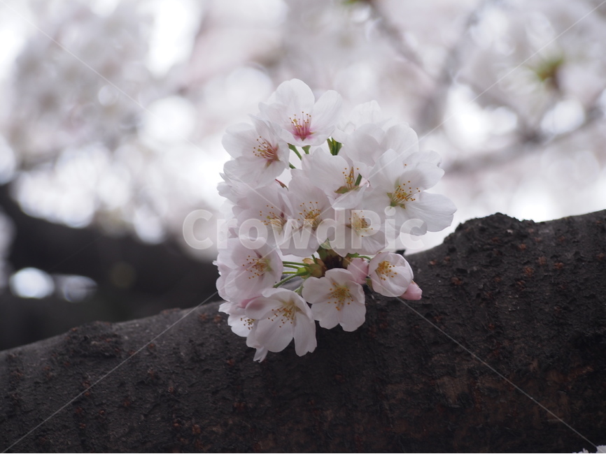 벚꽃,꽃,꽃잎,봄,분홍,4월,봄,계절,spring,season,식물,자연,plants,nature,꽃,flower,plant,cherry blossom,blossom