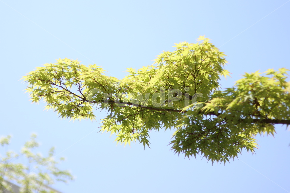 단풍,연두,파랑하늘,봄,잎,식물,자연,plants,nature,나무,trees,wood