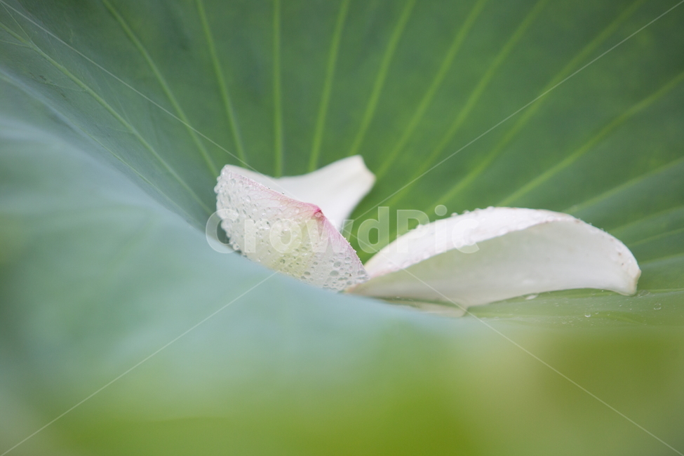 연꽃,꽃,여름꽃,식물,lotus,flower,식물,자연,plants,nature,꽃,flower