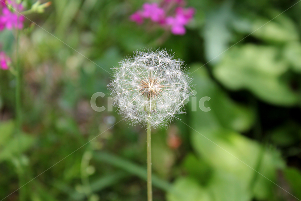 민들레씨,씨앗,민들레,민들레씨앗,씨,꽃씨,자연,식물,클로즈업,seed,plant,dandelion,green,녹색,그린,seeds,soft,부드러운,봄,spring,야외,정원,식물,자연,plants,nature,꽃,flower