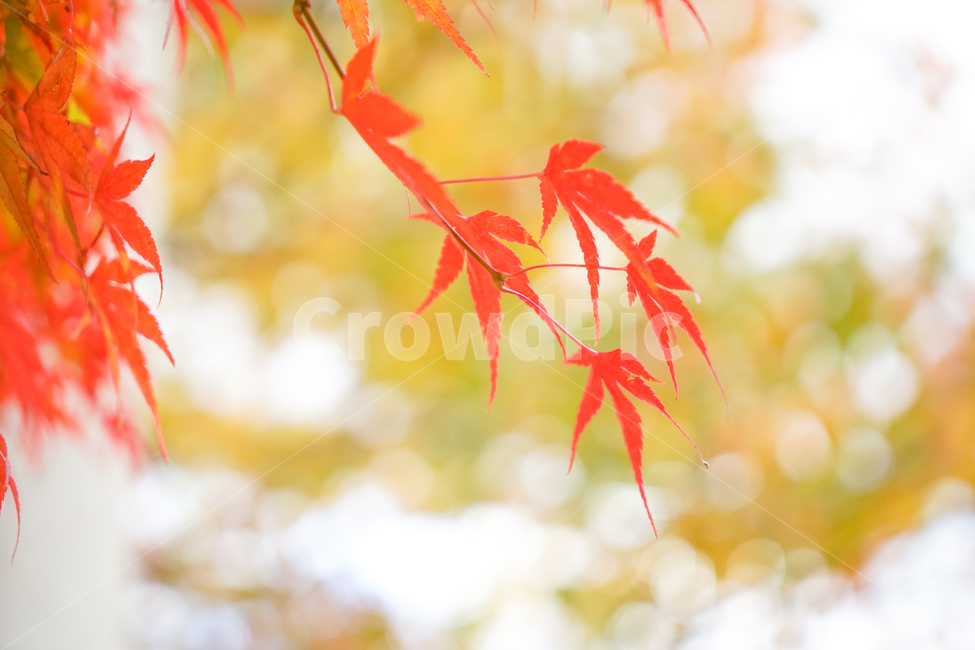 단풍,가을,물단풍,나무,계절,추색,단풍잎,잎새,가을,계절,fall,autumn,season,plant,식물,leaf,잎,tree