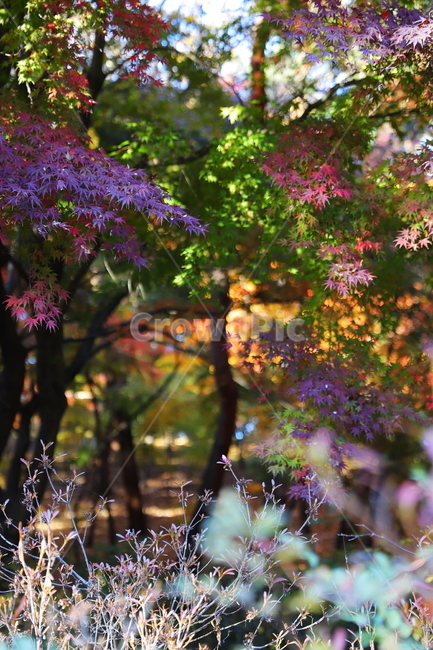 leaf,잎,plant,식물,tree,나무,가을,단풍,fall,autumn,red,yellow