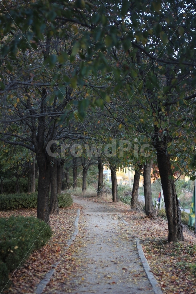 가을,추위,나무,은행,은행나무,단풍,단풍나무,autumn,cool,ginko,maidenhairtree,scenery,landscape,cityscape,tree,가을,계절,fall,autumn,season,자연,풍경,nature,landscape,식물,plants,나무,trees,wood,plant,tree trunk,나무 줄기,ground,바닥