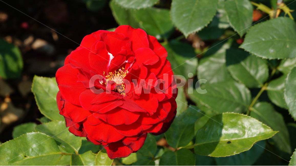 장미,꽃,꽃사진,식물,자연,장미축제,식물,자연,plants,nature,꽃,flower