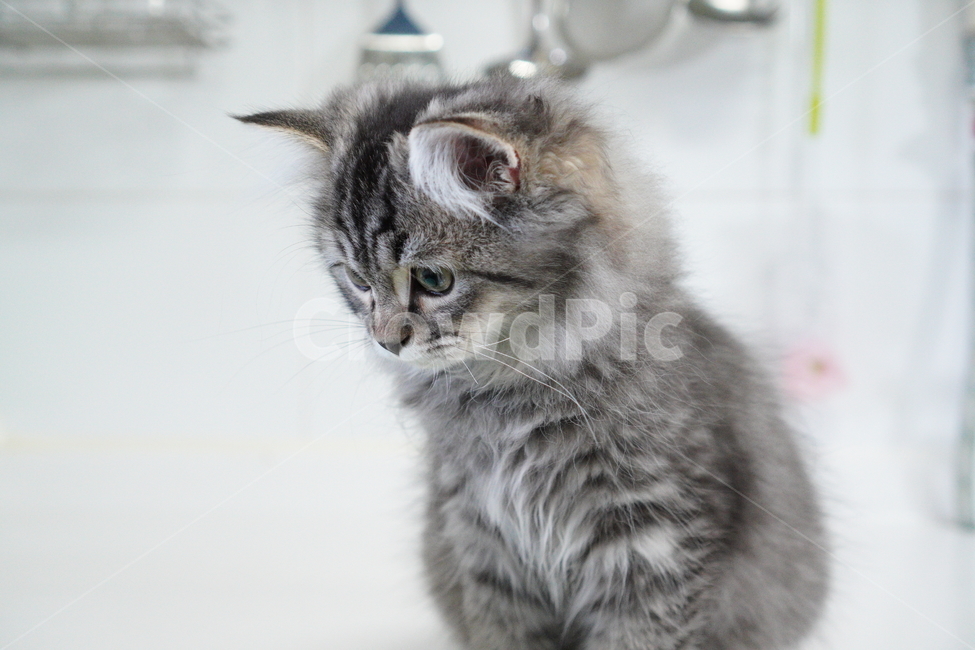 고양이,아기고양이,어린고양이,페르시안고양이,냥이,반려묘,동물,animal,포유류,mammal,고양이,cat,kitten,kitty