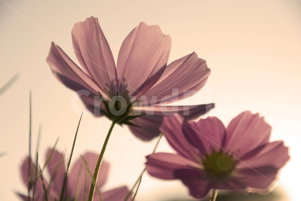 꽃사진,빈티지,접사,코스모스,꽃,코스모스사진,가을,가을사진,감성,감성사진,디자인,포장,포장사진,따듯한사진,식물,자연,plants,nature,감성,sensible,feeling,가을,계절,fall,autumn,season,꽃,flower,plant,petal,꽃잎,blossom,daisies,데이지,daisy