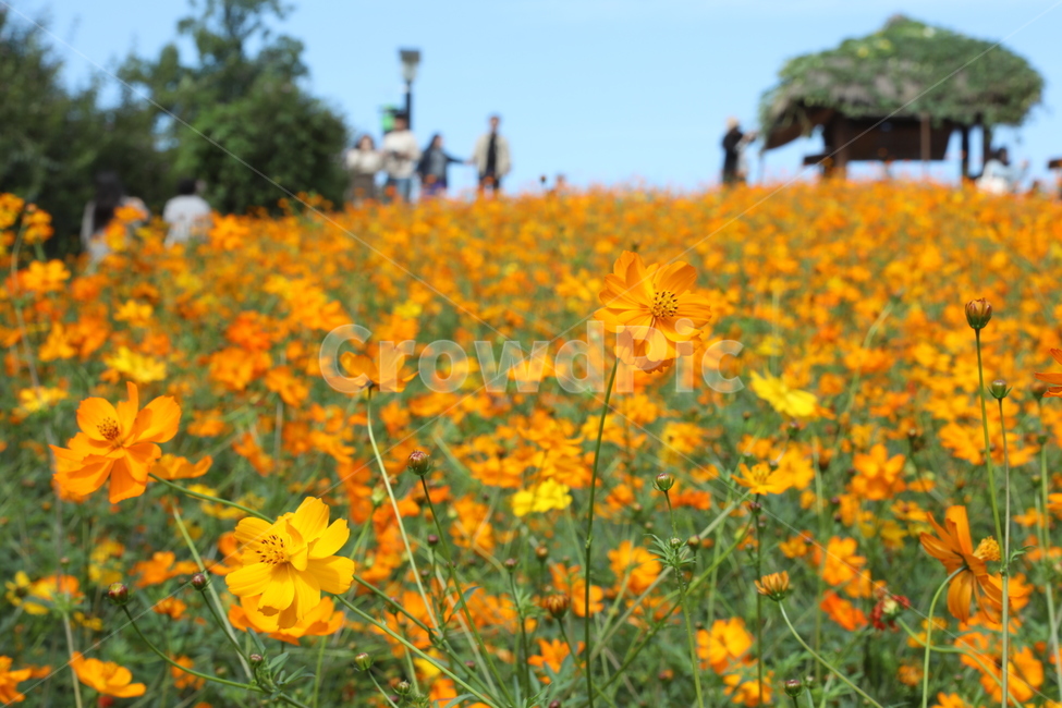 꽃,들꽃,황화코스모스,가을,꽃밭,들꽃마루,올림픽공원,가을,계절,fall,autumn,season,자연,풍경,nature,landscape,사람들,대중,군중,other people,crowd,field,들,grassland,목초지,outdoors,옥외
