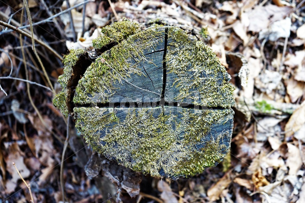 겨울,산,나무,숲,자연,이끼,나무,trees,wood