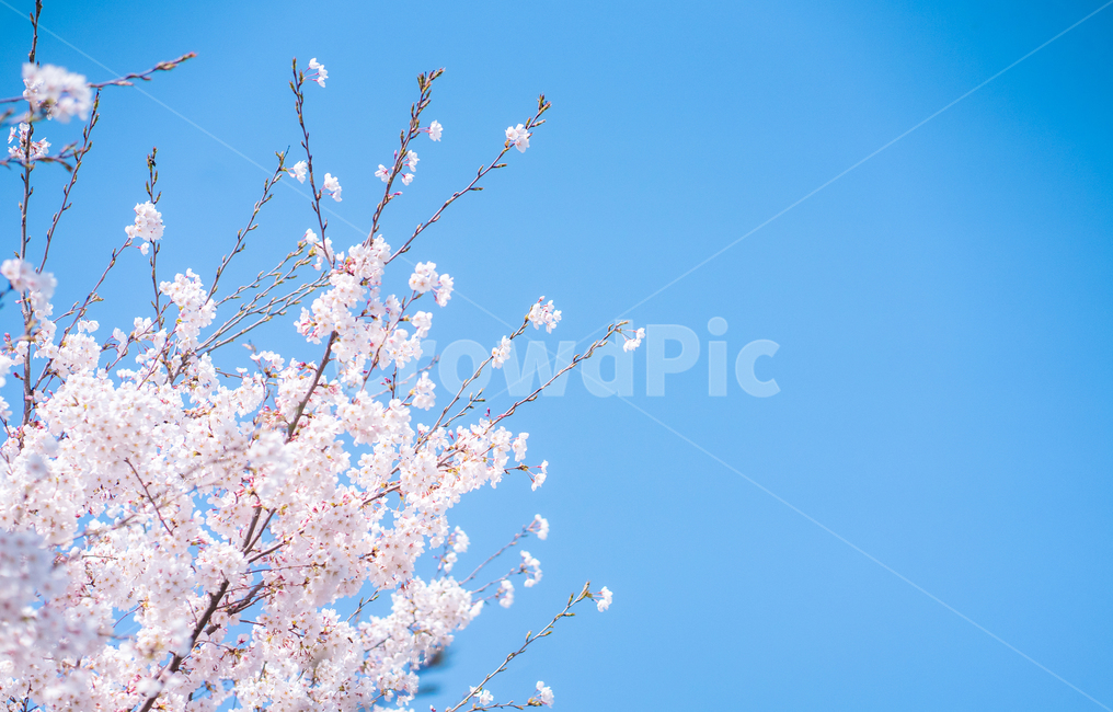flower,blossom,벗꽃,하늘,꽃,식물,plant,벚꽃,봄,계절,spring,season