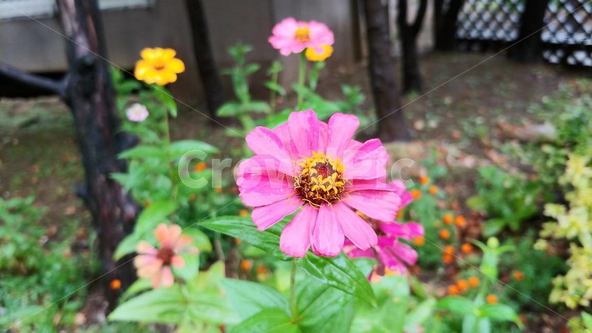 백일홍,백일초,들꽃,식물,꽃,flower,summer,여름,국화,zinnia,분홍꽃,공원,식물,자연,plants,nature,꽃,flower