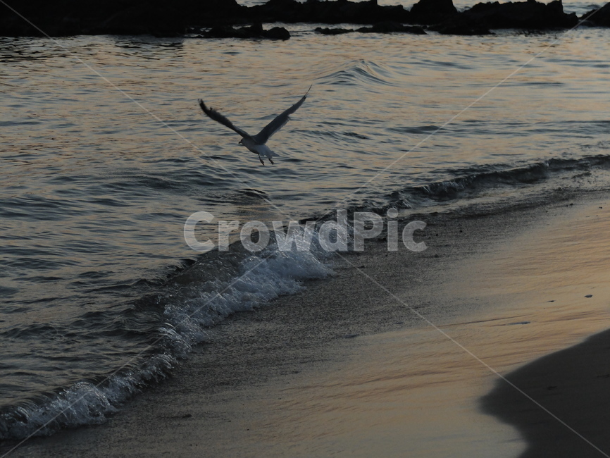 갈매기,새,자연,바다,파도,해변,바다,beach,sea,조류,새,birds