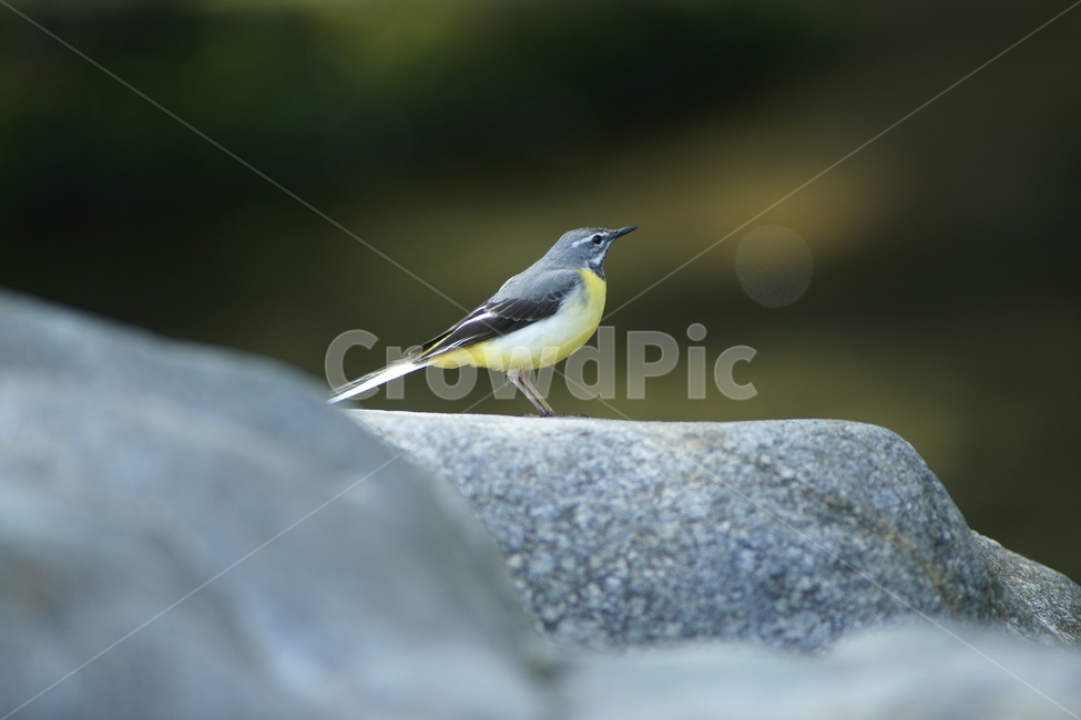 animal,동물,bird,새,노랑할미새,동물,animal,조류,새,birds