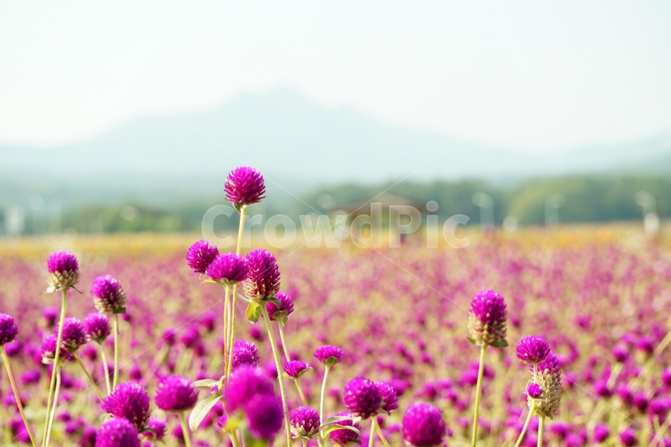 천일홍,나리공원,풍경,꽃이미지,나들이,식물,자연,plants,nature,꽃,flower