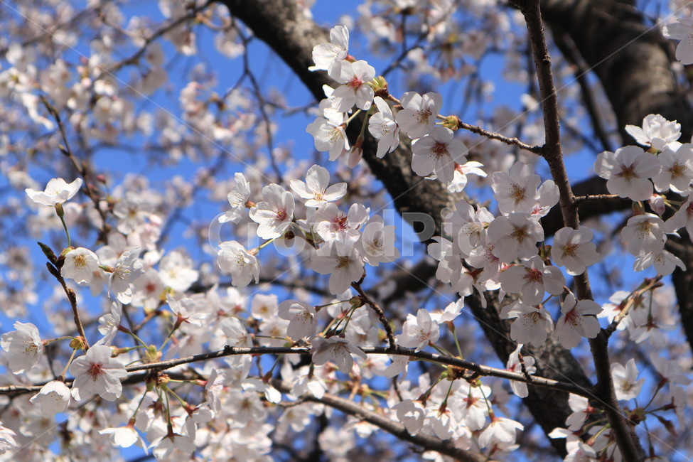 봄,벚꽃,꽃,spring,계절,시즌,season