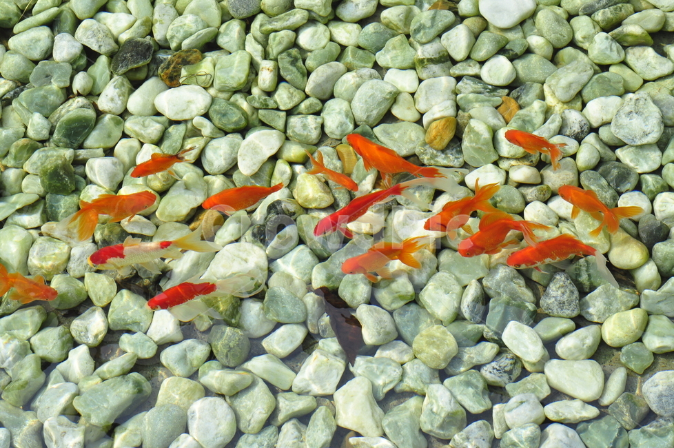 금붕어,물,생선,fish,goldfish,자갈,water,gravel,동물,animal,어류,물고기,fish