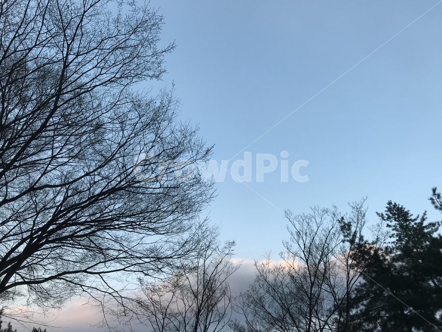 초저녁,하늘,풍경,나무,구름,저녁하늘,초저녁하늘,자연,풍경,nature,landscape,tree,plant,식물