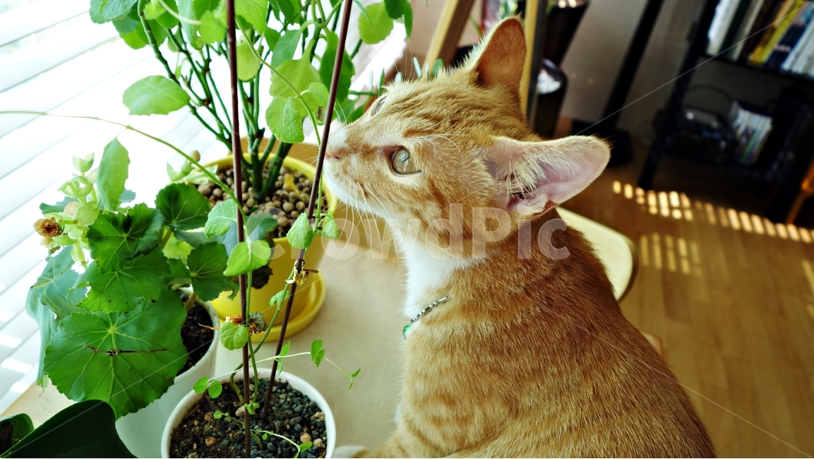 고양이,애완동물,화분,테이블,cat,동물,animal,포유류,mammal,고양이,cat,kitten,kitty