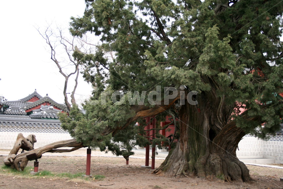 창덕궁,향나무,세계문화유산,문화유산,한국,나무,한국전통,한국문화,korean traditional,korean culture,랜드마크,landmark,tourist attraction,한국랜드마크,한국관광지,한국명소,korea landmark,korea tourist attraction,식물,자연,plants,nature,나무,trees,wood