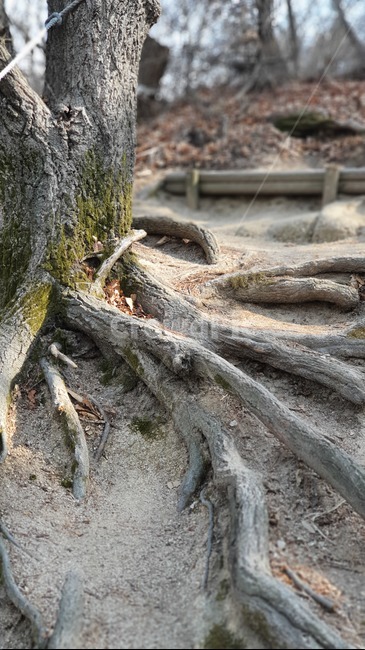 식물,뿌리,나무,plant,root