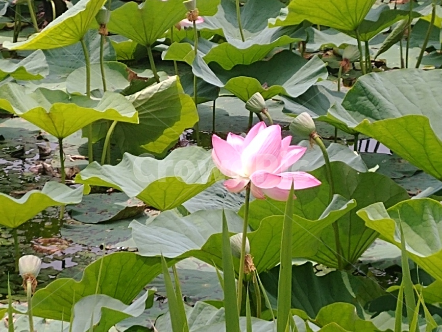 꽃,연꽃,자연,공원,산책,식물,blossom,plant