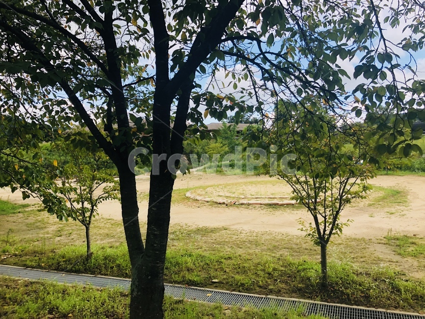 나무,감성,풀,하늘,자연,자연,풍경,nature,landscape,tree trunk,나무 줄기,tree,plant,식물
