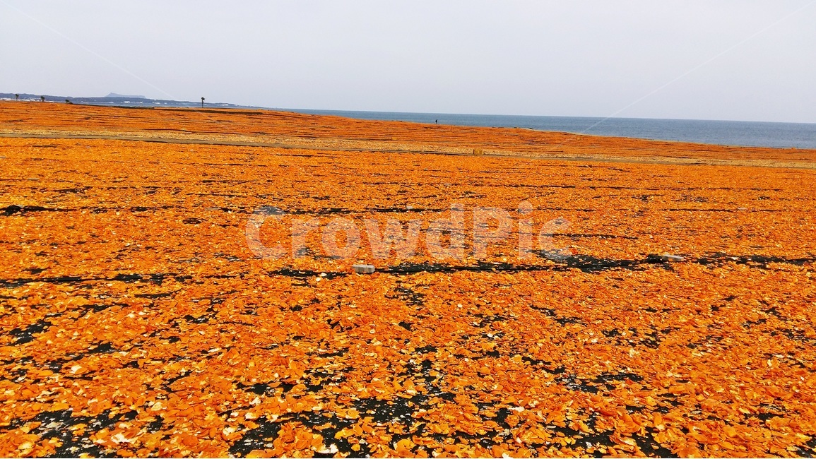제주도,감귤,올레길,오름,감성,낭만,오렌지,주황색,바다,수평선,자연,풍경,nature,landscape,한국자연풍경,한국자연경관,korea nature landscape,제주도,jeju,jeju island,land,땅,outdoors,옥외,ground,바닥