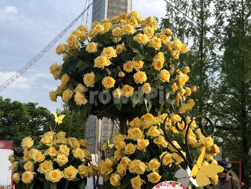 꽃,풍경,노란장미,장미,꽃송이,식물,자연,plants,nature,꽃,flower