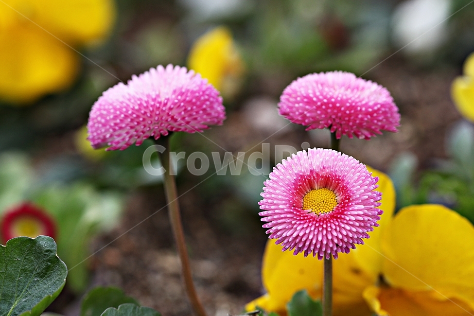 봄꽃,꽃,식물,자연,공원,배경,식물,자연,plants,nature,꽃,flower
