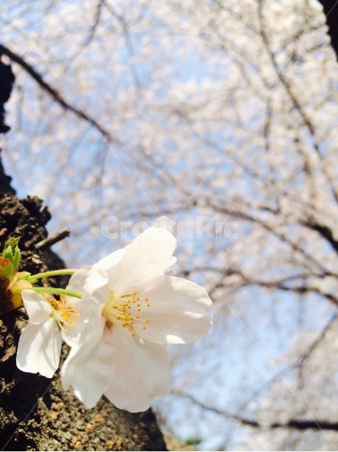 벚꽃,봄,꽃,나무,sakura