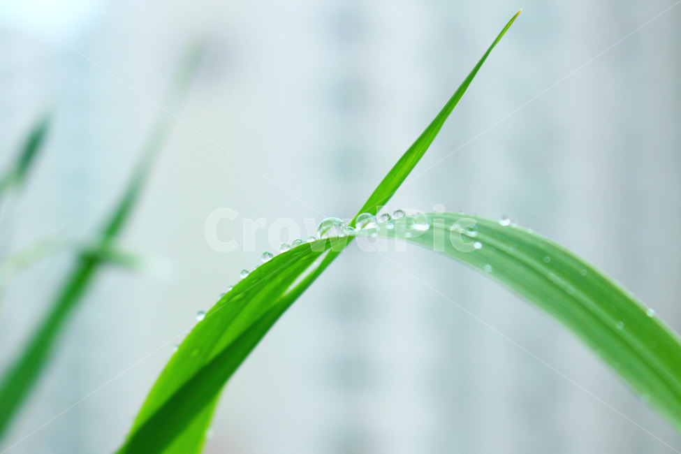 자연,장마,비,풀,풍경,풍경사진,초록,green,식물,자연,plants,nature,비,비오는날,rain,rainy