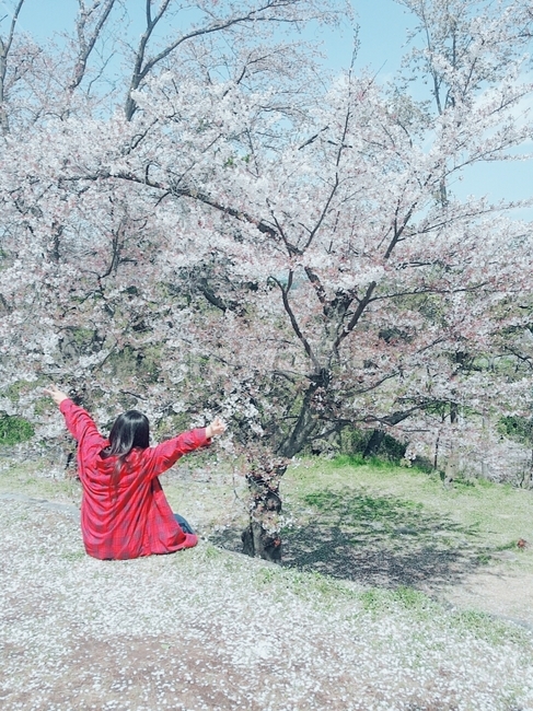 벚꽃,벚꽃놀이,봄,분홍,꽃