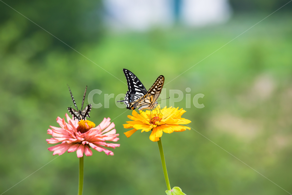 나비,꽃,백일홍,호랑나비,곤충,벌레,자연,식물,동물,야외,butterfly,flower,nature,plants,animal,insect,bug