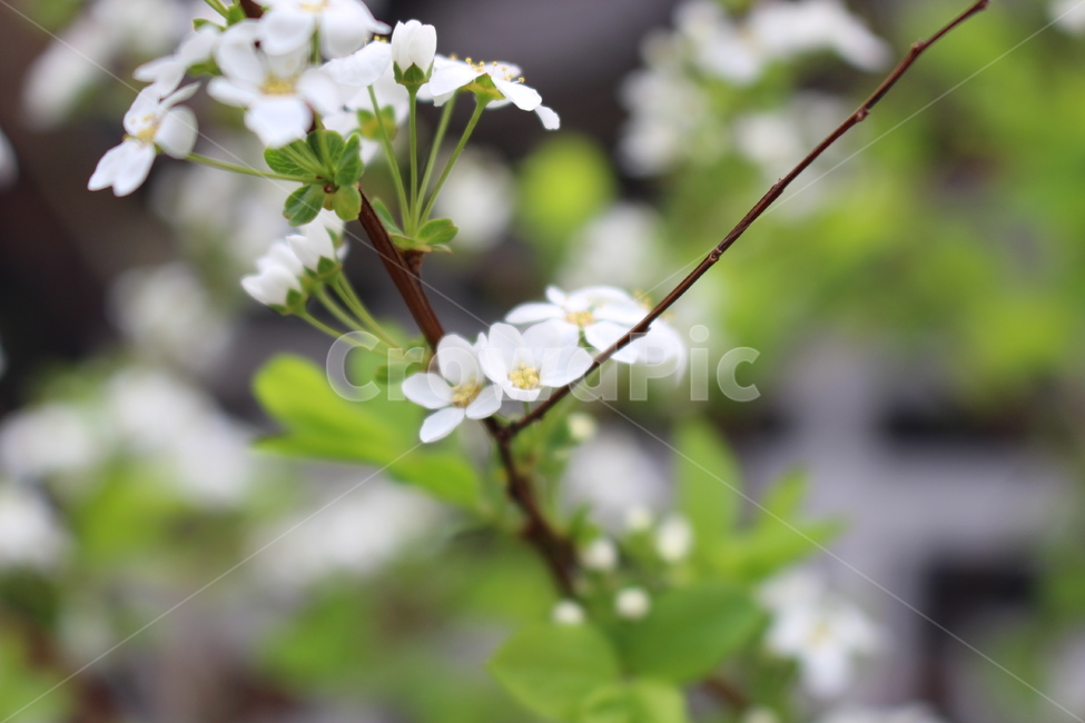 꽃,봄,계란꽃,흰색꽃,봄날,식물,자연,plants,nature,꽃,flower