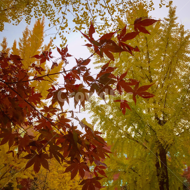 plant,식물,maple,단풍,잎