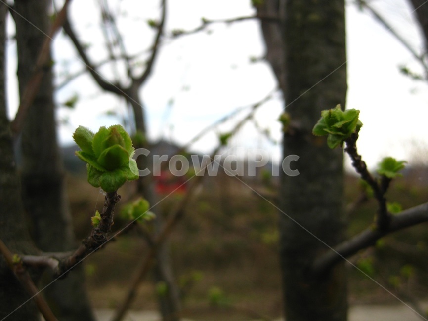 초록,새싹,나무,봄,나뭇가지,bud,green,tree,연두색