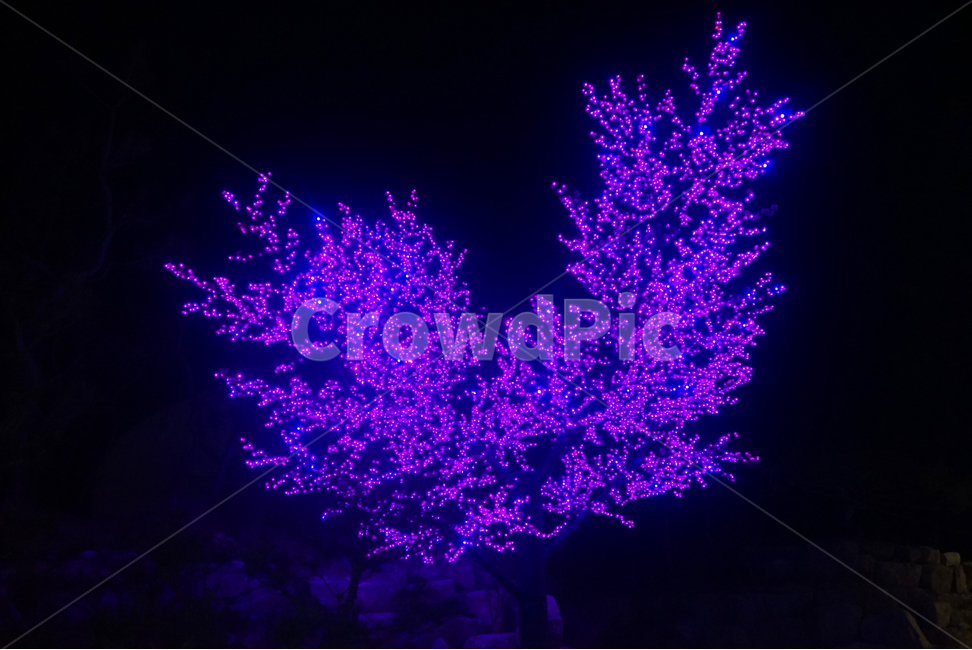 야경,불빛,풍경,별빛,가평,나무,보라빛,scenery,tree,light,nightview,야경,밤,풍경,nightscape,night,landscape,축제,행사,festival,carnival,event