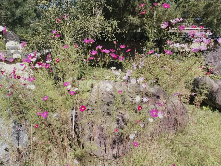 plant,식물,ground,바닥,돌,잔디,꽃,코스모스,가을,가을꽃,초록,나무,tree,옥외,외부,야외,초록색
