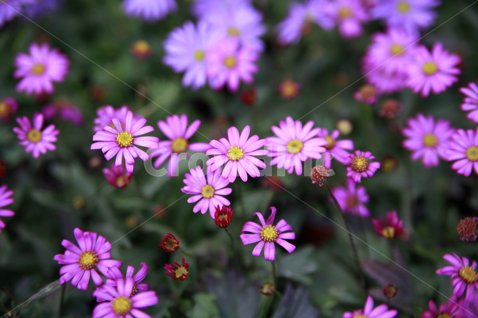 봄꽃,꽃,아름다움,봄소식,식물,클로즈업,식물,자연,plants,nature,꽃,flower