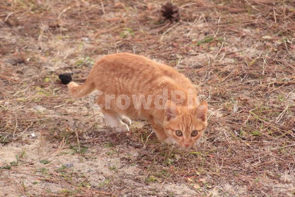 들고양이,고양이,cat,길고양이,야생,야생동물,야생고양이,동물,포유류,들판,치즈색,주황색,경계,동물,animal,포유류,mammal,고양이,cat,kitten,kitty