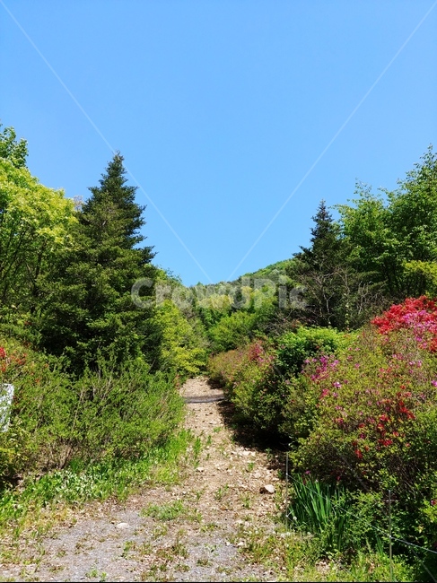 산책길,맑은하늘,꽃,나무,봄,길,자연