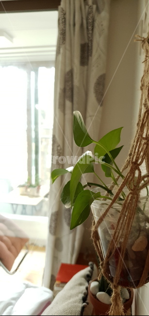 마크라메,식물,인테리어,햇빛,행잉플랜트,인테리어,실내디자인,interior design