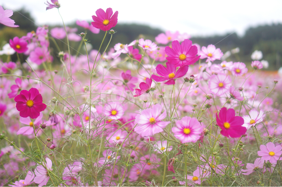 코스모스,가을,꽃,식물,자연,분홍,연분홍,가을,계절,fall,autumn,season,식물,자연,plants,nature,꽃,flower,spring,봄,plant,blossom,petal,꽃잎,anemone,아네모네