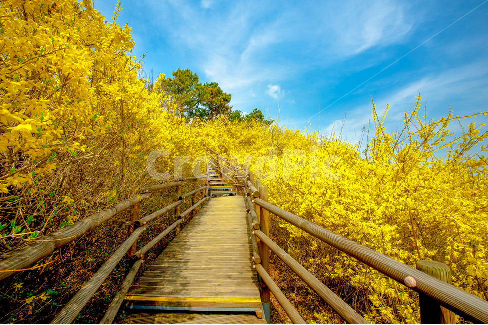 꽃,개나리,응봉산,서울,노랑,봄,봄,계절,spring,season,자연,풍경,nature,landscape,building,건물,bridge,다리,boardwalk,산책로,railing,난간