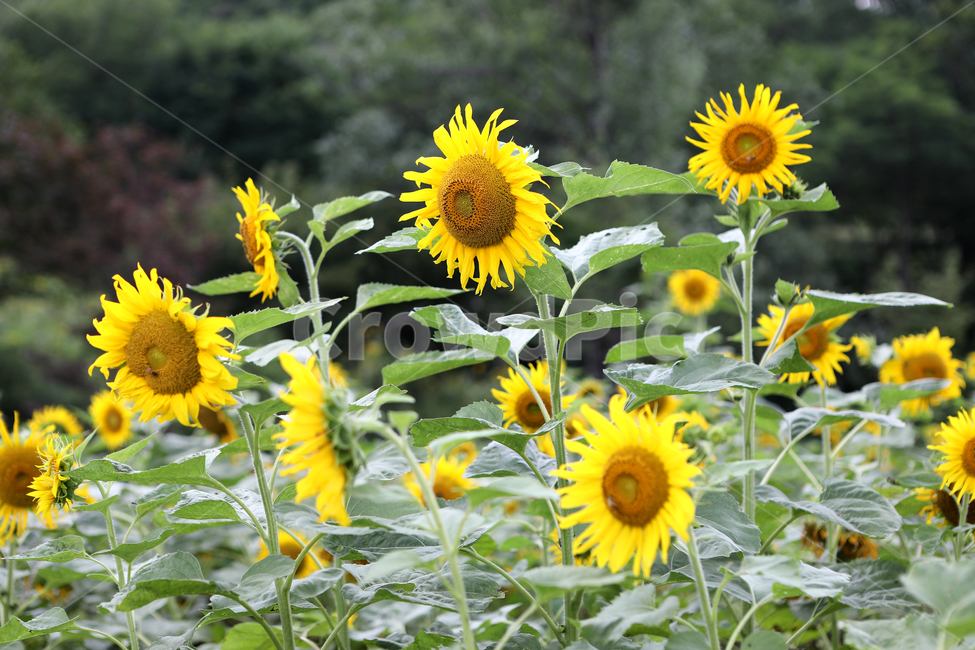해바라기,꽃,여름풍경,꽃밭,풍경,식물,자연,plants,nature,꽃,flower