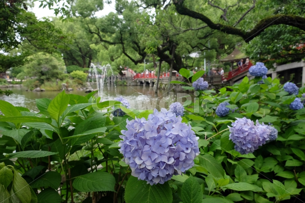 수국,식물,bigleafhydrangea,水菊,정원,꽃,자연,풍경,nature,landscape,plant,flower,blossom