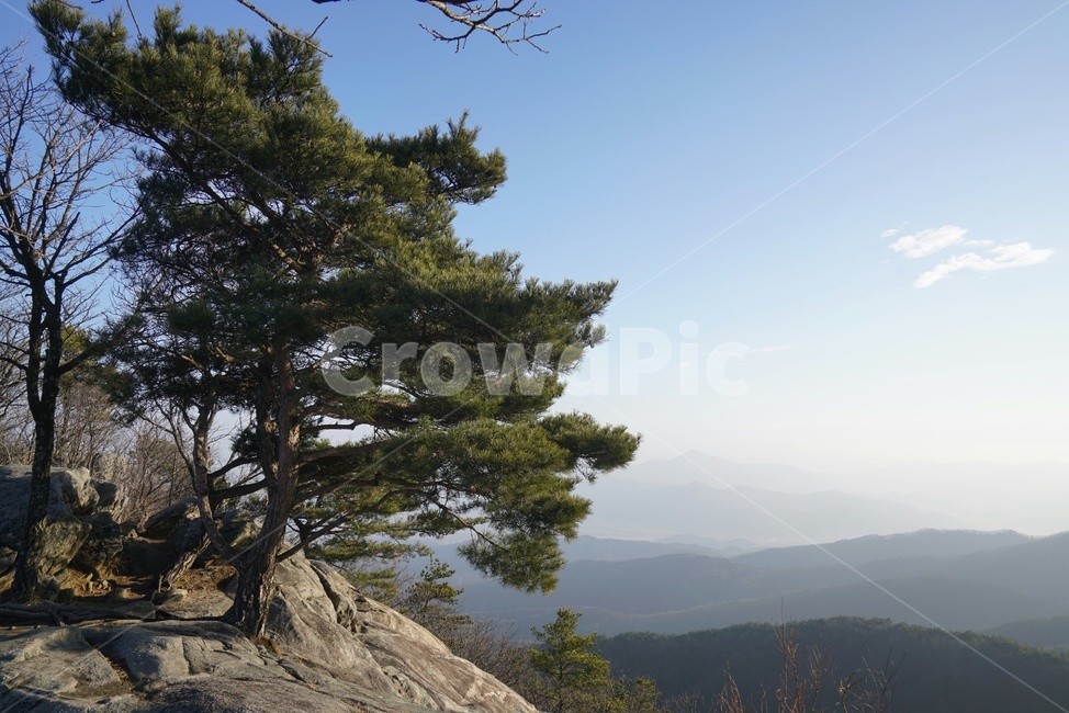 소나무,산정상,등산,바위소나무,산수화