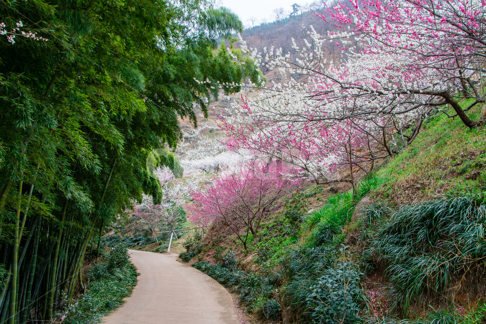 봄,꽃,매화,대나무,광양,청매실농장,봄,계절,spring,season,자연,풍경,nature,landscape,plant,식물