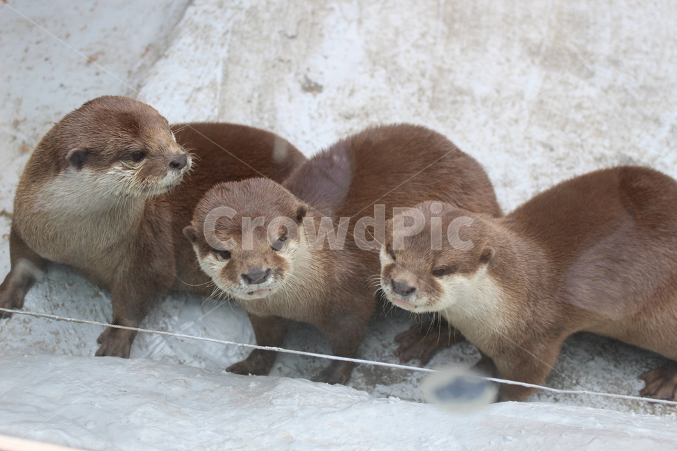 동물,동물원,쌍둥이,삼형제,수달,동물,animal,포유류,mammal